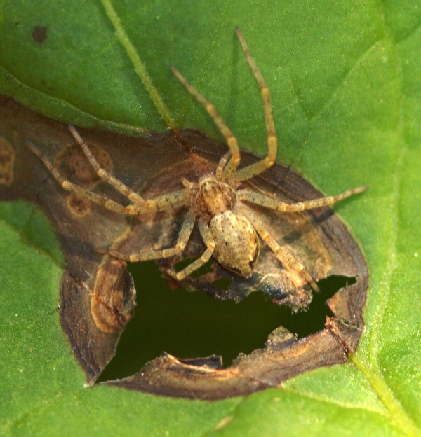Philodromus sp.